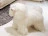 Пуф Visionnaire Klipper dog